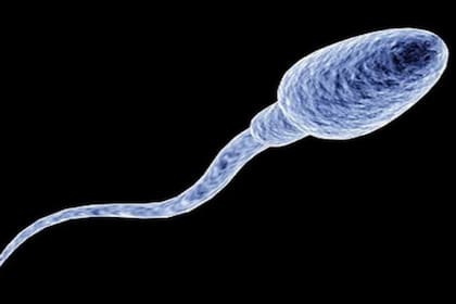 Para los autores del estudio, lo que se creía sobre el movimiento de los gametos masculinos era tan solo una "ilusión óptica"