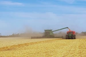 Destacan cómo los fertilizantes y el riego impactan de manera positiva en el trigo