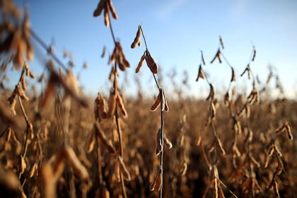 Para los expertos, la Argentina tiene un potencial muy alto de crecimiento en exportaciones
