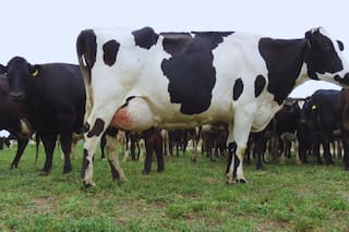 Una vacuna experimental de científicos argentinos promete frenar una enfermedad clave en vacas lecheras