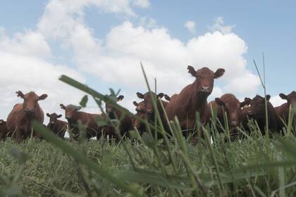 Para los productores, el crecimiento de las exportaciones abre más oportunidades para el negocio