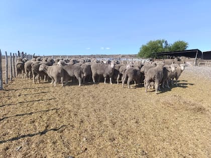 Para los productores, el guanaco representa una fuerte competencia por el recurso forrajero de los ovinos y limita aún más la capacidad productiva de los campos