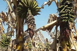 El inesperado golpe que liquidó todas las bananas, las hizo cambiar de color y hundió en la angustia a sus productores