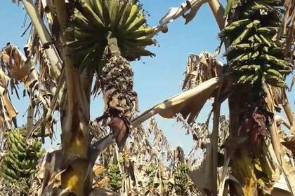 Para los productores, la reactivación del cultivo solo se podrá lograr con una ayuda urgente y extraordinaria por parte del Estado