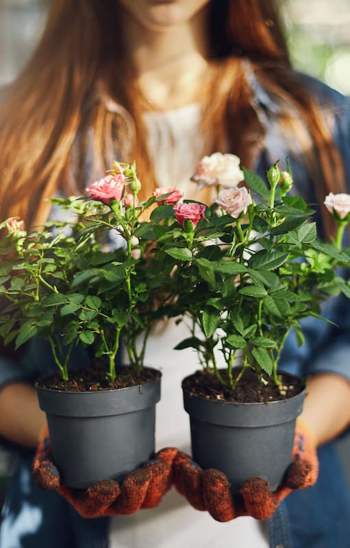 Para mantener las rosas en maceta en buen estado hay que tener en cuenta algunos consejos