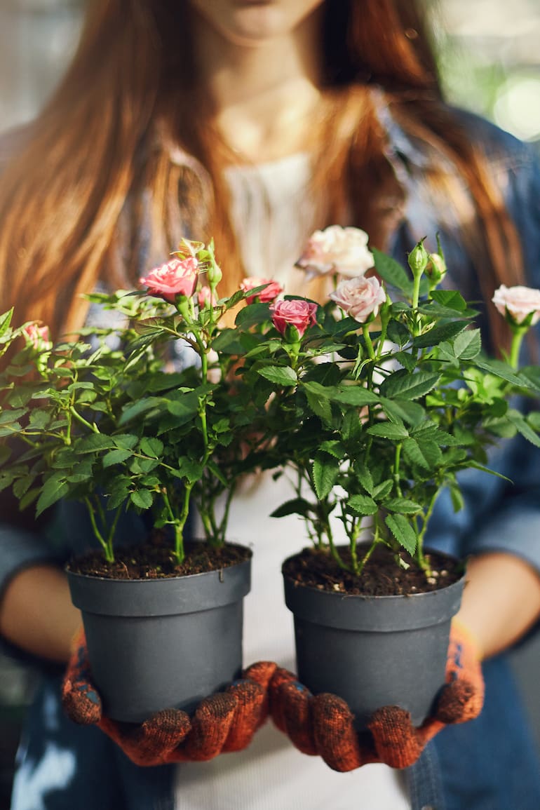 Para mantener las rosas en maceta en buen estado hay que tener en cuenta algunos consejos