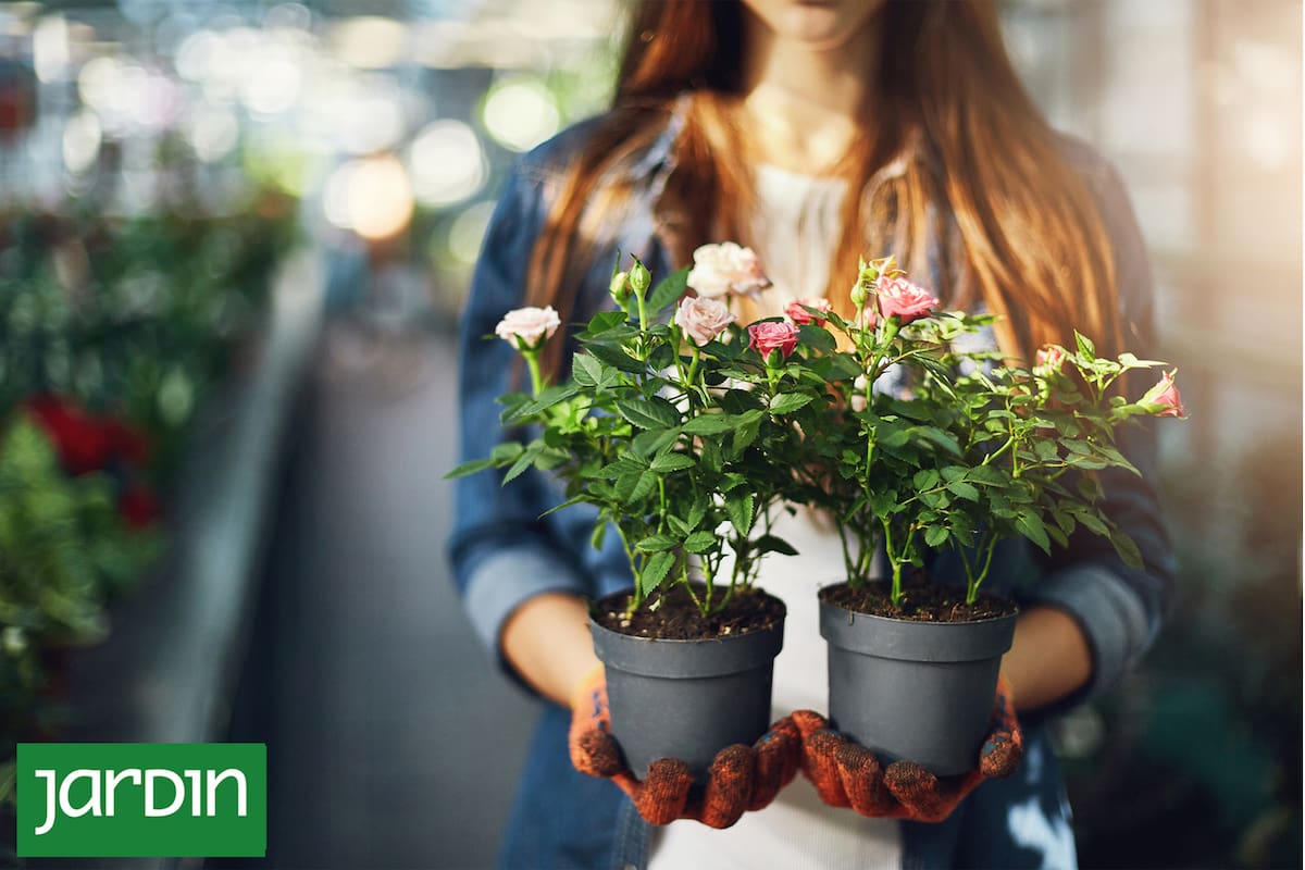 Para mantener las rosas en maceta en buen estado hay que tener en cuenta algunos consejos
