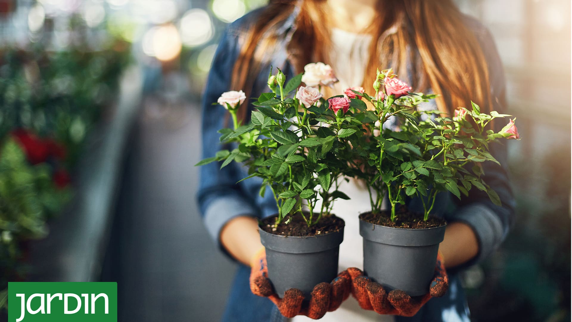 Para mantener las rosas en maceta en buen estado hay que tener en cuenta algunos consejos