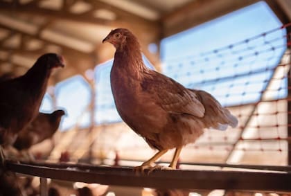 Para marzo, el número de gallinas ponedoras en EE. UU. subió a 315,8 millones