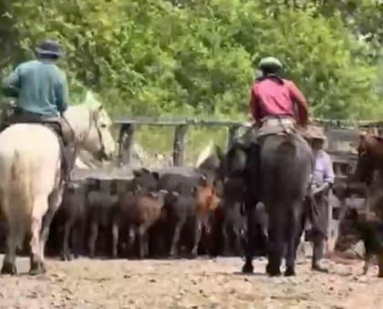 Para Masat, la tarea no puede quedar en manos de personal sin experiencia: los trabajadores deben ser baquianos, conocer el río y saber cómo conducir a la hacienda; en esos cruces, la tradición y el conocimiento acumulado de los isleños pueden marcar la diferencia