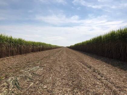 Para Máximo Bulacio, del Centro de Agricultores Cañeros de Tucumán (Cactu), son los factores climáticos y económicos los que favorecen que el precio internacional tenga “una estabilidad positiva en el tiempo”