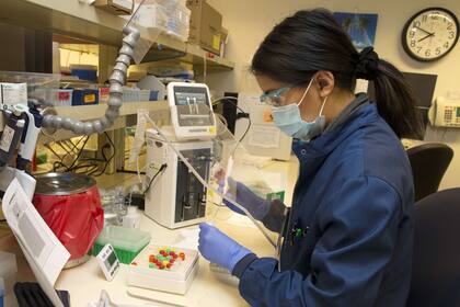 Para Montagnier el virus fue modificado en un laboratorio