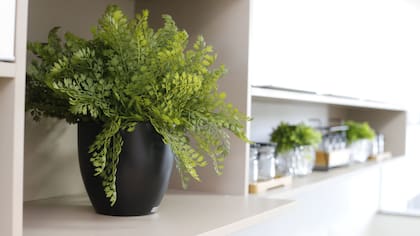 Para muchas personas, cuidar las plantas es también una forma de realizar terapia