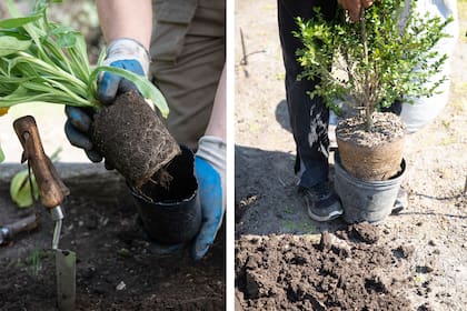 Para muchos jardineros, plantar empieza mirando el cielo