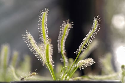 Para no devorar a los mismos polinizadores que garantizan su supervivencia, este tipo de plantas han desarrollado ingeniosas soluciones