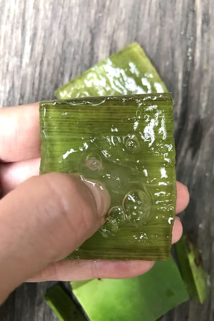 Para obtener el gel, se quita la corteza y se hunde el pulgar para obtener todo el producto