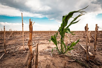 Para Pablo Leguizamón, Líder de Operaciones de Pro-Carbono, en la actualidad existen numerosas iniciativas tendientes a este fin, una de ellas es el Programa Pro-Carbono de Bayer lanzado por la empresa en la Argentina, en el 2021
