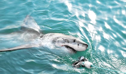Para pescar tiburones en Florida se debe obtener un permiso; algunas especies están prohibidas