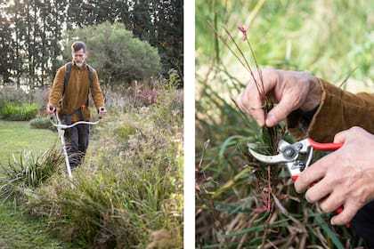 Para podar pastizales y extensiones amplias, se utiliza la motoguadaña con cuchilla o tanza. Para la poda de ramas secundarias, corte de cabezas de semillas y poda de detalle de las herbáceas, es mejor la tijera de mano.