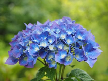 Para poder crecer y florecer, la Hortensia necesita al menos cinco horas diarias de luz (Foto ilustrativa: PIXABAY)