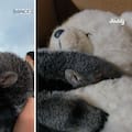 El oso hormiguero bebé que quedó huérfano y vive abrazado a un oso de peluche