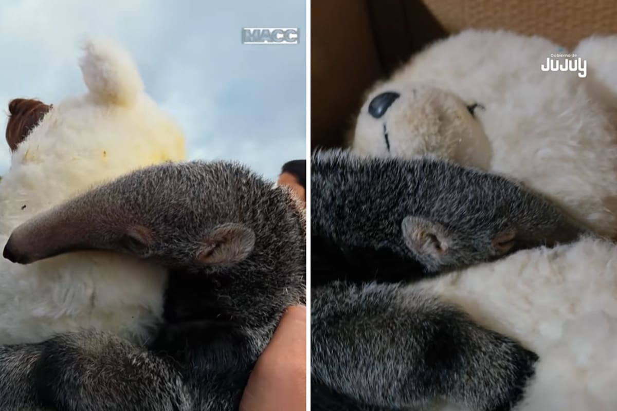 Para poder sobrevivir, la cría de oso hormiguero se abraza a un oso de peluche