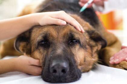 Para prevenir las numerosas enfermedades que pueden sufrir los perros, es conveniente realizar visitas frecuentes al veterinario (Imagen de carácter ilustrativo)