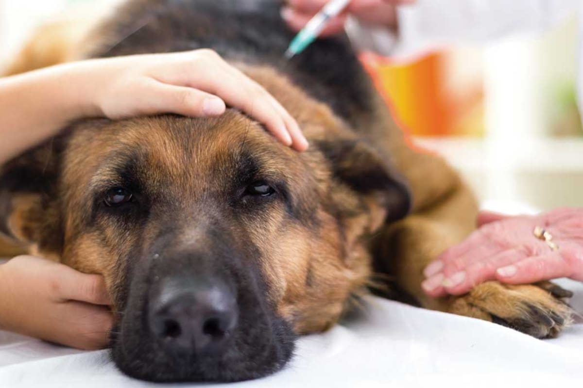 Para prevenir las numerosas enfermedades que pueden sufrir los perros, es conveniente realizar visitas frecuentes al veterinario (Imagen de carácter ilustrativo)