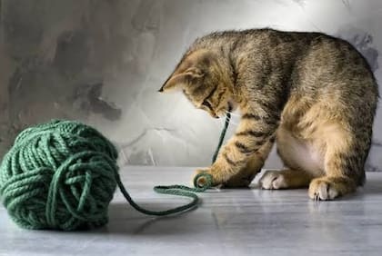Para proteger a los gatos de los riesgos asociados con estos objetos cotidianos, es recomendable revisar los espacios donde suelen jugar, esconderse o explorar