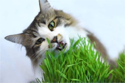 Para qué sirve la hierba gatera