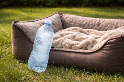 Para qué sirve poner una botella congelada cerca de la cama del perro (Foto: IA)