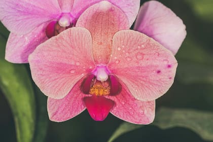 Para que tus orquídeas florezcan, debés controlar su tierra y la luz solar que reciben a diario