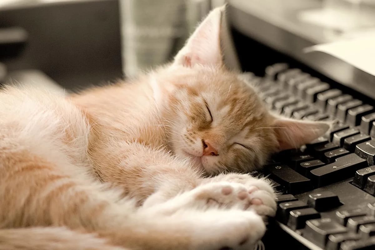 Para quienes trabajan o estudian desde casa, la escena es casi un ritual: apenas se enciende la computadora, el gato de la casa aparece casi por sorpresa y se adueña del teclado