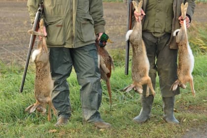Para quienes van a cazar conejos las áreas con arbustos y malezas, como campos y setos cubiertos de maleza, son las zonas recomendadas