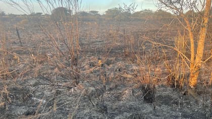 Para Rapetti, coordinador de la Comisión de Carnes de Confederaciones Rurales Argentinas (CRA) y productor curuzucuateño, "lo que sorprende es que siempre los incendios son a la siesta y que comienzan en los lugares donde hay caminos vecinales o rutas. Por eso decimos que los incendios son intencionales”