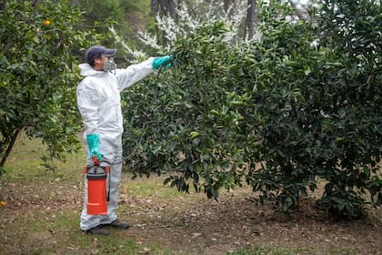 Para realizar labores de fumigación en Florida, se requiere de una licencia especial
