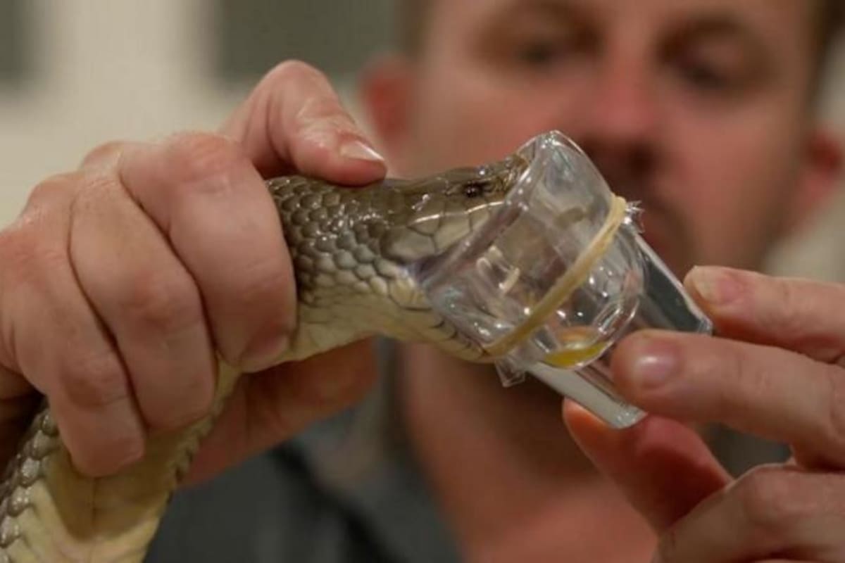 Para recoger el veneno de una serpiente se utiliza un pequeño vaso de vidrio.