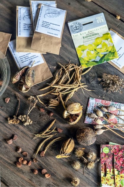 Para recolectar semillas, dejá que la flor se seque en la planta (para asegurar el poder germinativo). Retirar la flor marchita (con tijera pequeña) y separar las semillas. Guardarlas en sobres de papel madera, con nombre, fecha y lugar de recolección. ¡Ojo! Hay “semillas recalcitrantes”, que deben ser sembradas apenas se recolectan, porque no resisten el almacenamiento. El resto de las semillas se llaman “ortodoxas”.