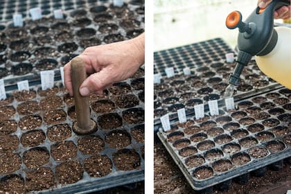 Para sembrar necesitamos envases sin mucha profundidad, con orificios de drenaje. Pueden ser bandejas de siembra tipo plugs, envases de tetra pack o bandejitas de rotisería que sean más anchas que profundas. Aquí un pisón, pisando el sustrato.