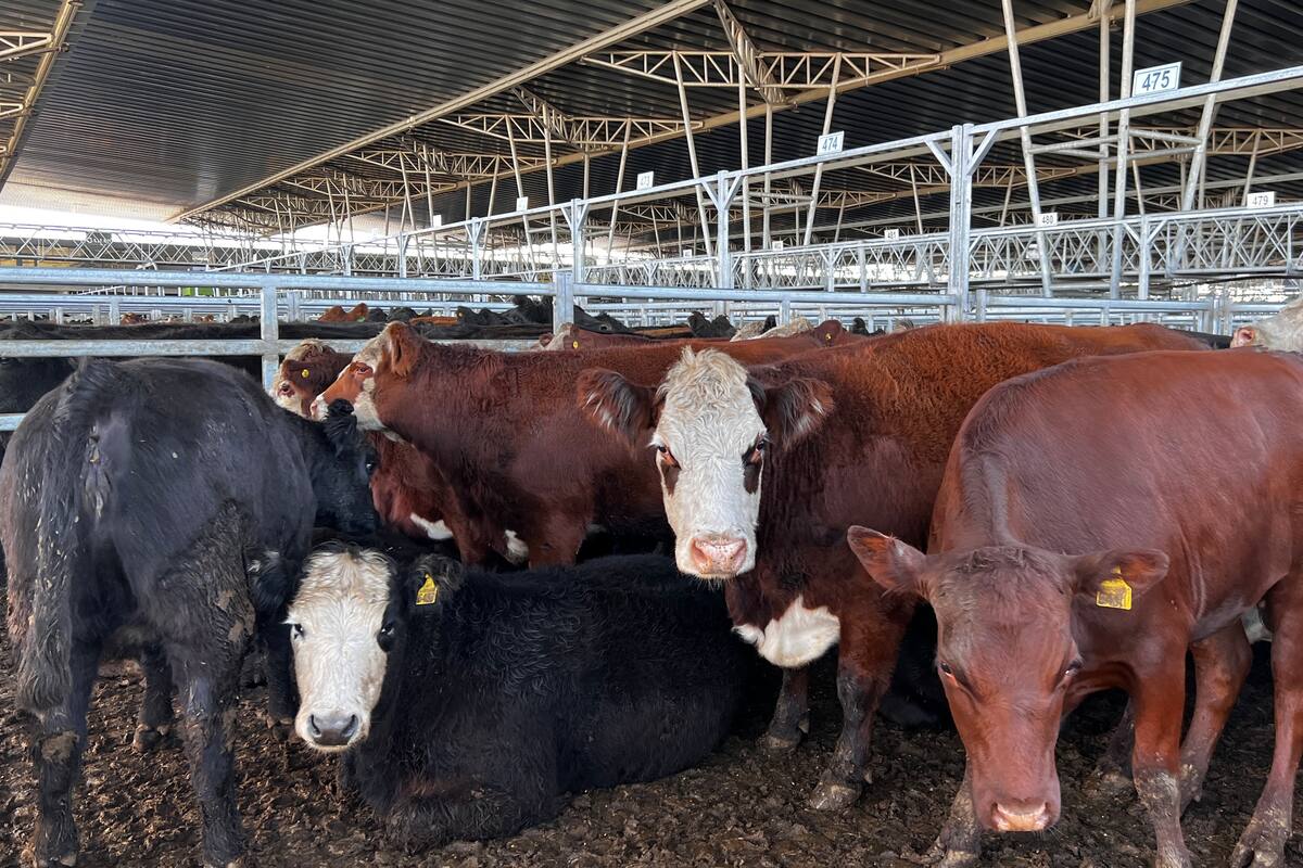 Para subastas especiales se remitieron al mercado de Cañuelas 2702 vacunos