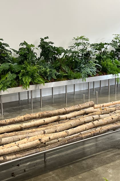 Para sus diseños, James recurre a las llamadas plantas de categoría A, con buena estructura, simétricas y bien sanas