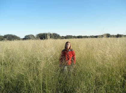 Para Susana Paredes, de la Agencia de Extensión Rural INTA de Guatraché, en La Pampa, "como recurso forrajero el mijo perenne ofrece un alto potencial de producción, con un promedio de 3500 kilos de materia seca por hectárea, pudiendo llegar hasta 4000 o 5000 kilos, de buena calidad y palatabilidad"