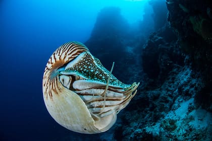 Para tomar las fotografías submarinas se utilizan dropcam