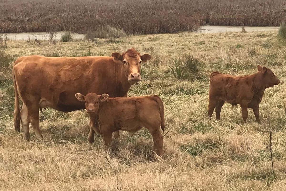 Para Tonelli, lo que estaba ocurriendo es una "reducción virtuosa de vacas que estaban ‘de vacaciones’ en el campo, que, restando disponibilidad de alimento a otras categorías, al no generar terneros solo sacaban eficiencia y competitividad al sector”