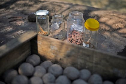 Para una experiencia exitosa con chicos, conviene usar especies fáciles de cultivar