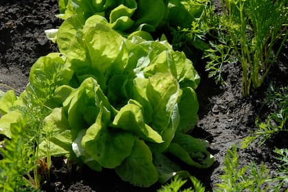 Para una huerta prolija, sembrar las semillas de lechuga a 20° C, con luz y hacer el repique cuando las plantines tienen cuatro hojas.