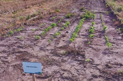 Para Wilson, el suelo es la base del sistema productivo en la región y su manejo define su sustentabilidad a largo plazo
