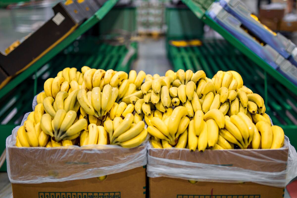 Paraguay dispuso restablecer los envíos de banana a la Argentina