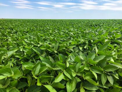 Paraguay es el cuarto exportador mundial de soja.