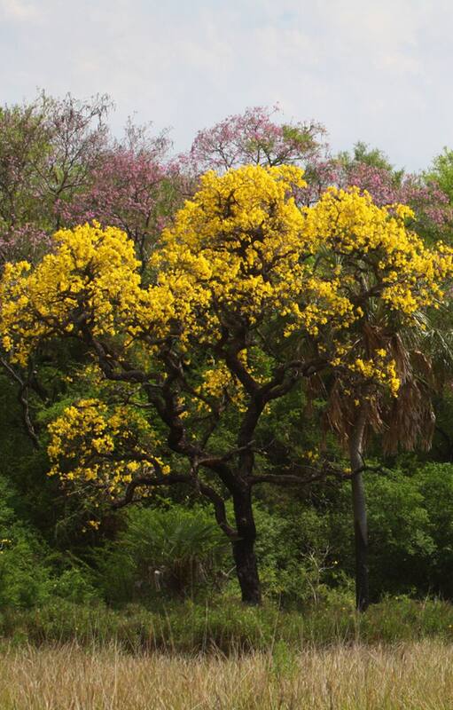 Paratodo en flor